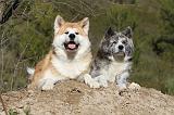 AKITA INU 072